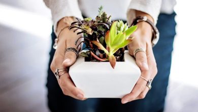 Photo of Plant Growing Techniques at Home