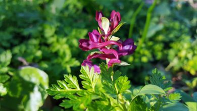 Photo of Corydalis Plant