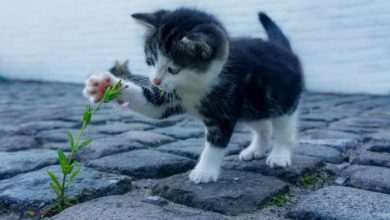 Photo of Aromatic Oils Used in Cat Care