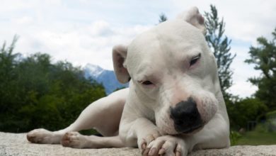 Photo of Dogo Argentino The White Angel of Death