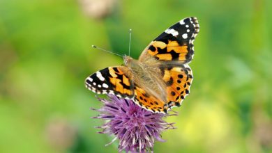 Photo of What Are The Differences Between Moths And Butterflies?