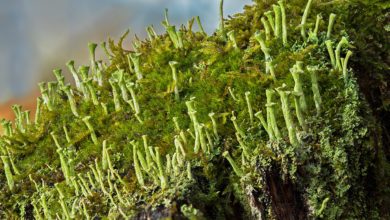 Photo of Lichens and Humans