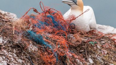 Photo of The Effect of Plastic Pollution on Oxygen-Producing Bacteria