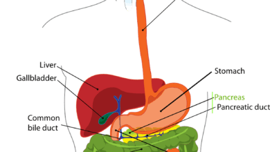 Photo of What are the Symptoms of Stomach Microbes?