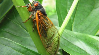 Photo of Cicada and its Interesting Features