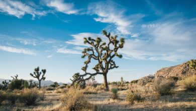 Photo of Frightening Facts About Drought